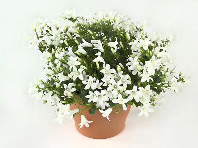Campanula portenschlagiana White Get MEE
