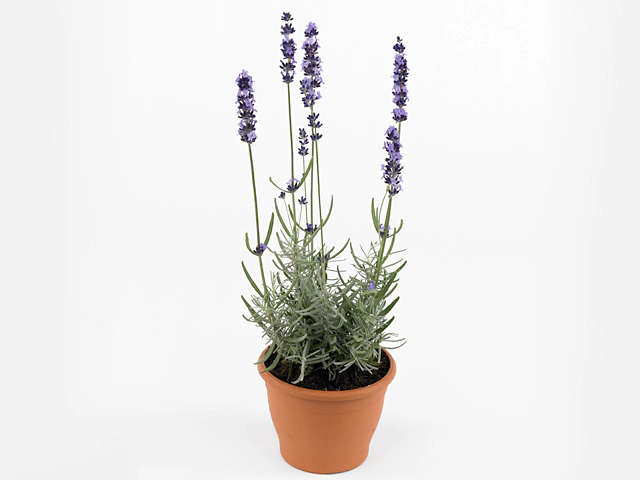 Lavandula angustifolia Havanna Dark