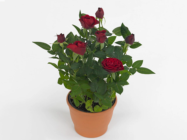 Роза "Tatjana Kordana Grande"