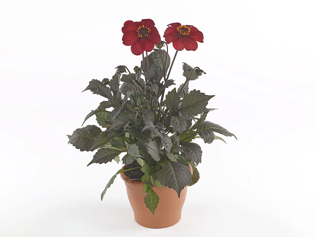 Dahlia (Single-flowered Grp) Dahlegria Red