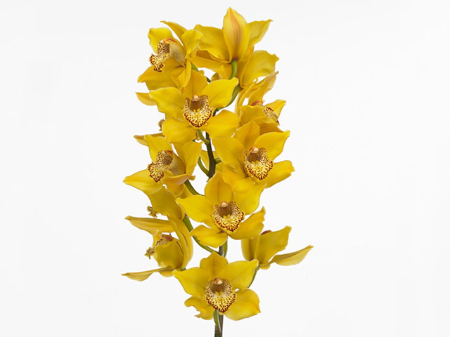 Цимбидиум крупноцветковый "Copper Canyon"