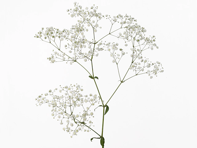 Gypsophila paniculata Shining White