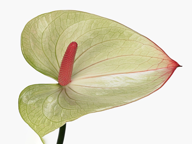 Anthurium (Andreanum Grp) Romance