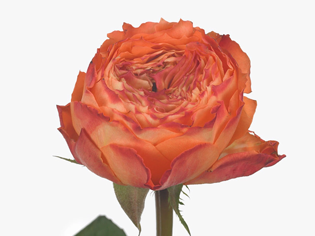 Rosa large flowered Orange Romantica