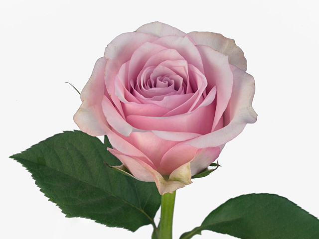 Роза крупноцветковая "Candy Ice@"