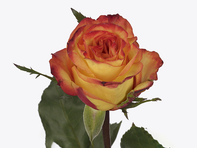 Роза крупноцветковая "Liliana"