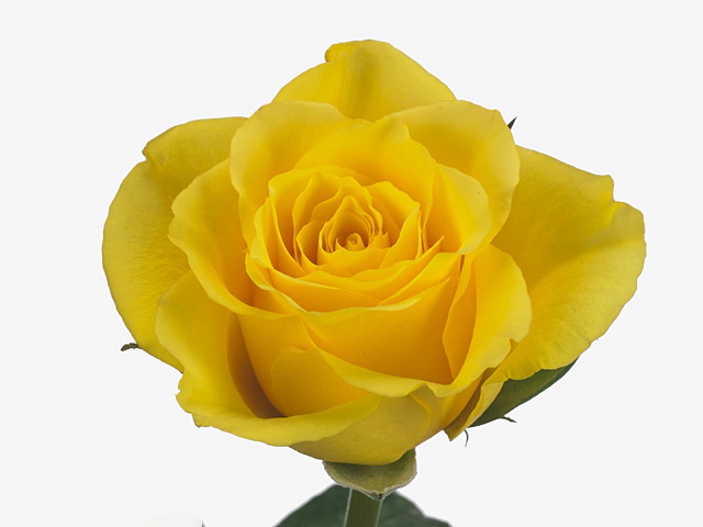 Роза крупноцветковая "Leon"