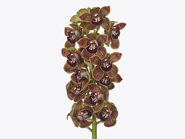 Cymbidium large flowered 'Los Angeles'