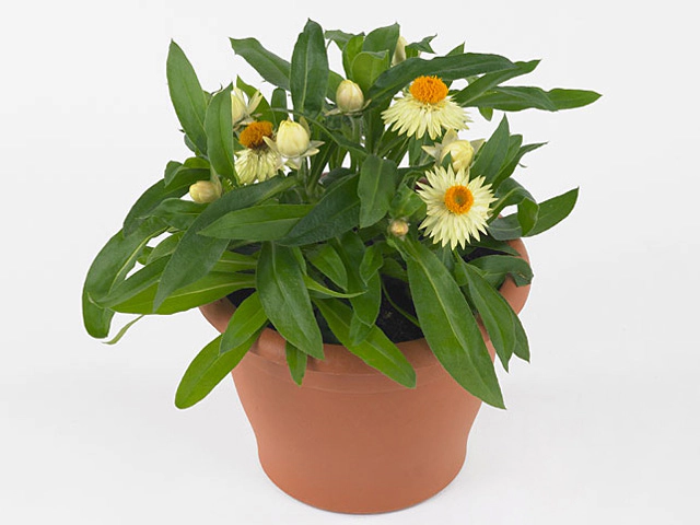 Xerochrysum Mohave Lemon