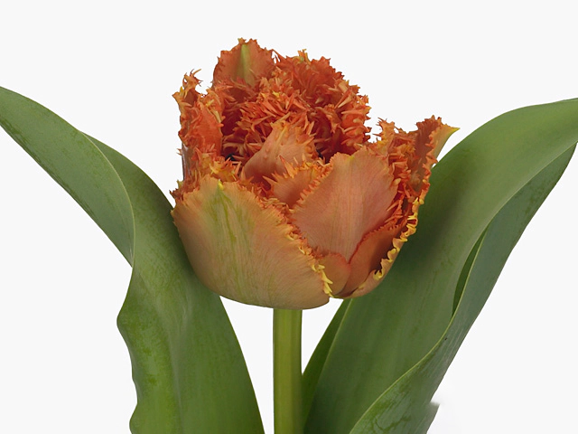 Тюльпан бахромчатый "Sensual Touch"