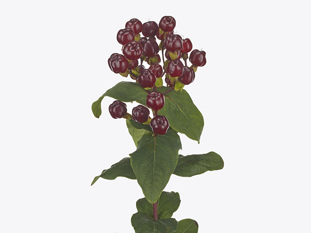 Hypericum x inodorum Magical Cherry