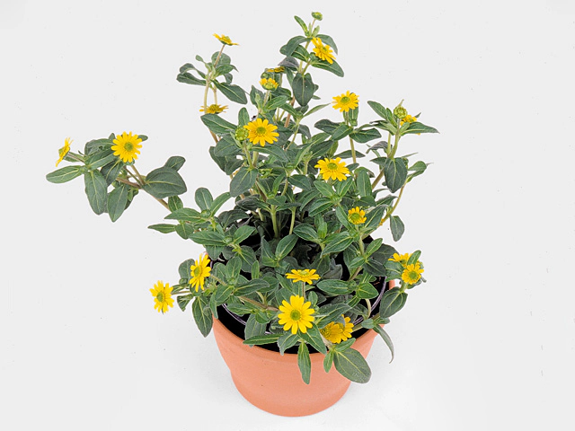 Sanvitalia Cuzco Compact Yellow