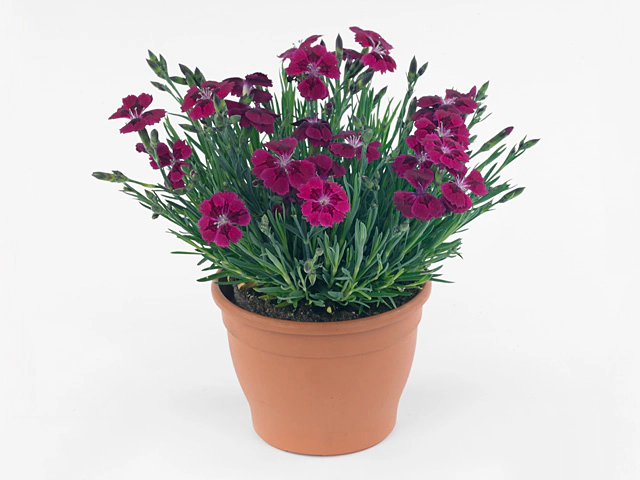 Dianthus (Allwoodii Grp) Pillow Red