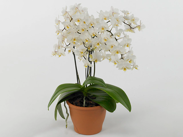 Phalaenopsis Multifloratypes Floriclone Soft Cloud