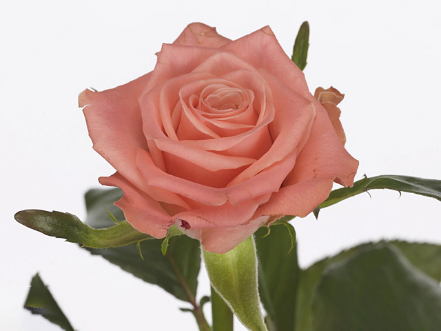Роза крупноцветковая "Janina"