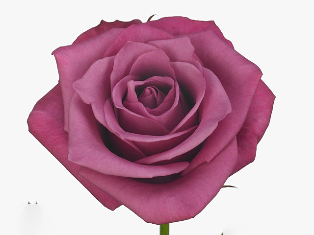 Rosa large flowered Shogun