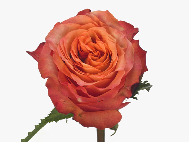 Роза крупноцветковая "Adv Alhambra"