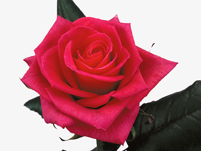 Роза крупноцветковая "Poison!"