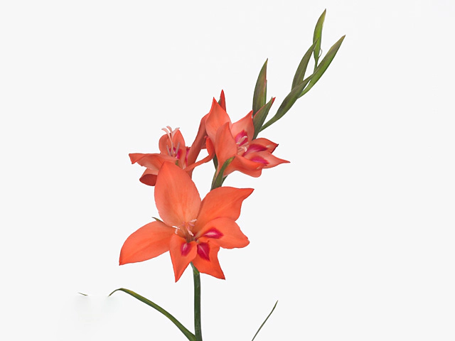 Gladiolus nanus 'Amanda Mahy'