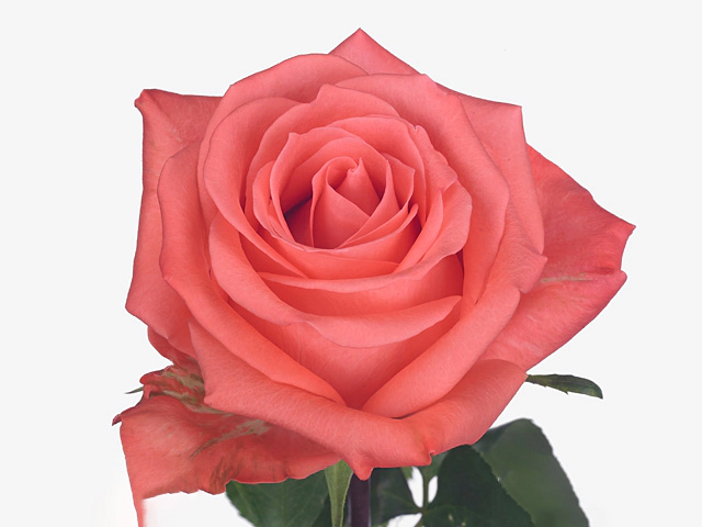 Rosa large flowered Sankara