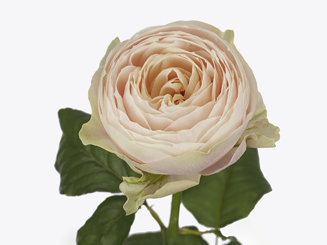 Роза крупноцветковая "Saint Tropez"