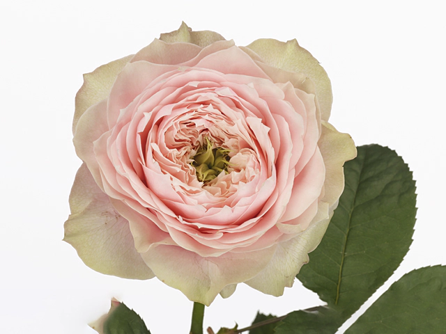 Rosa large flowered Bloomsbury
