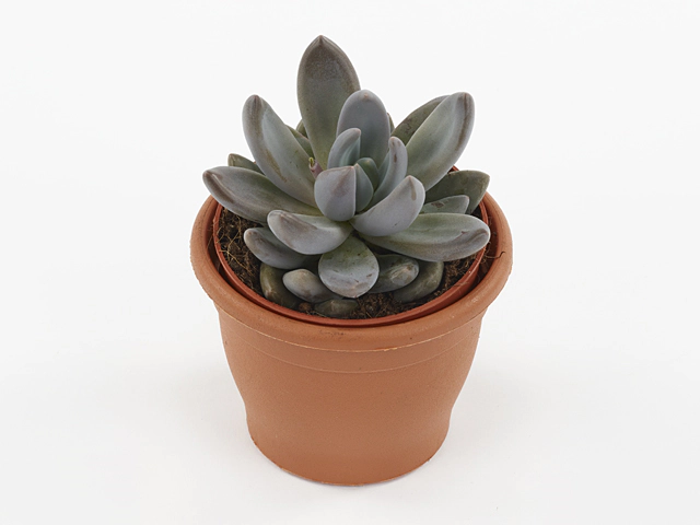 Echeveria tolimanensis