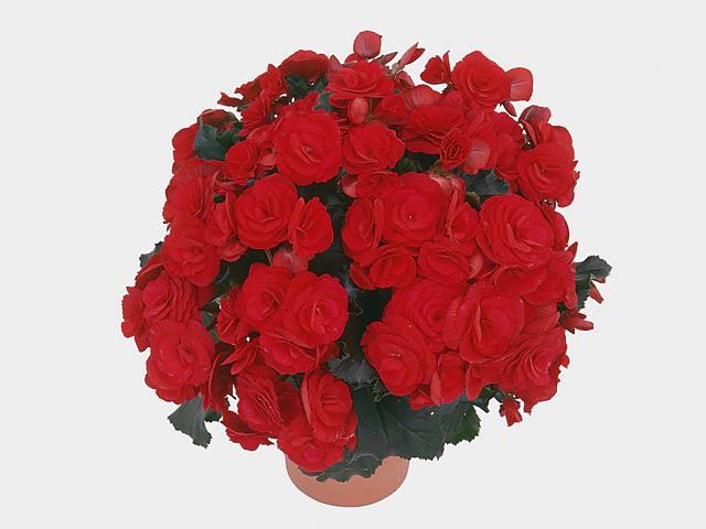 Begonia (Elatior Grp) double flowered Berseba Red
