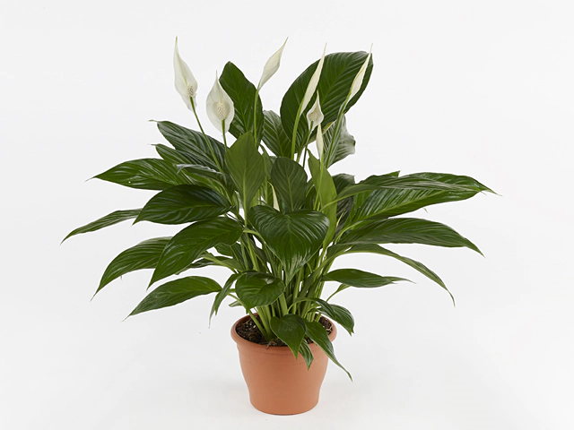 Spathiphyllum Bravo Cupido