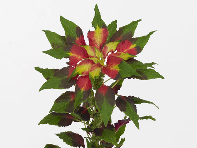 Amaranthus tricolor 'Splendens Perfecta'