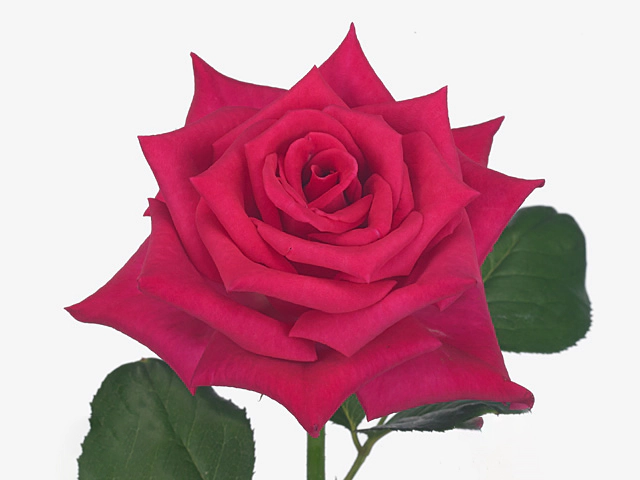 Rosa large flowered Grace Kelly