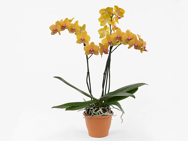 Phalaenopsis Anthura Piacenza