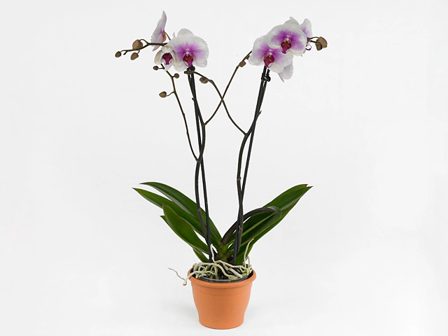 Phalaenopsis Mountion
