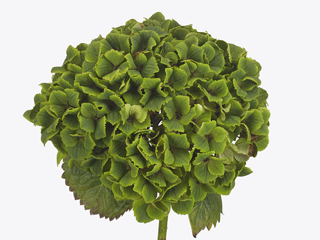 Hydrangea macrophylla Magical Rhapsody (classic)