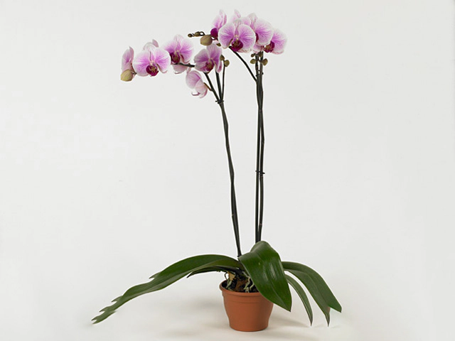 Phalaenopsis Anthura Dallas