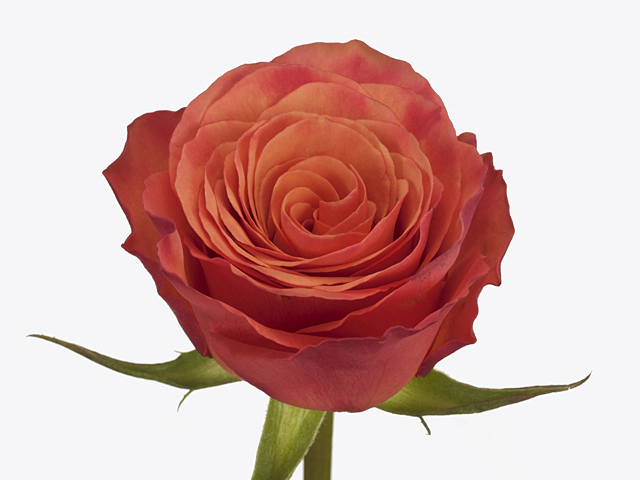 Роза крупноцветковая "Devoted"