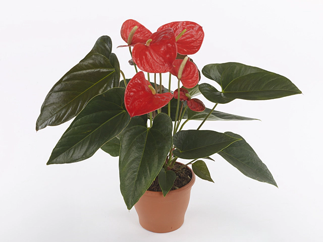 Anthurium (Andreanum Grp) Amoranja