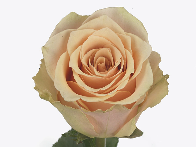 Роза крупноцветковая "Primavera"