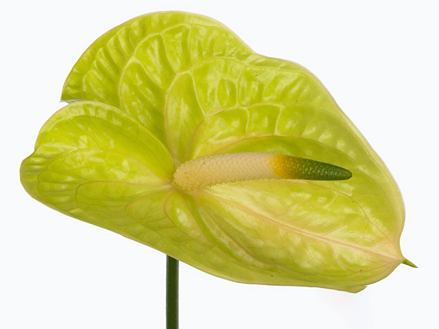 Anthurium (Andreanum Grp) Lemona