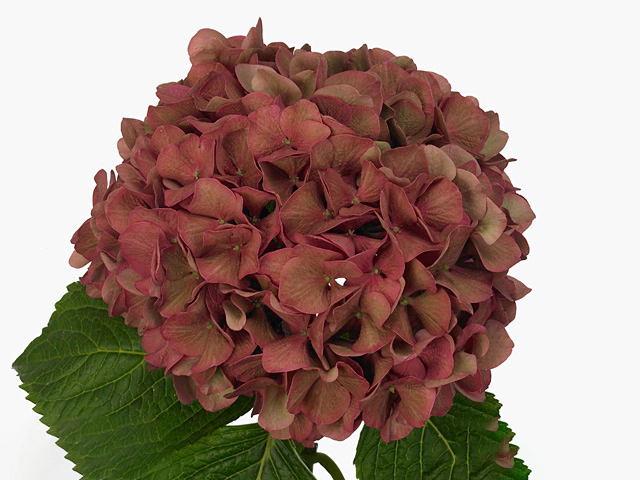 Hydrangea Macrophylla My Terracotta classic Hydrangea Macrophylla My Terracotta classic