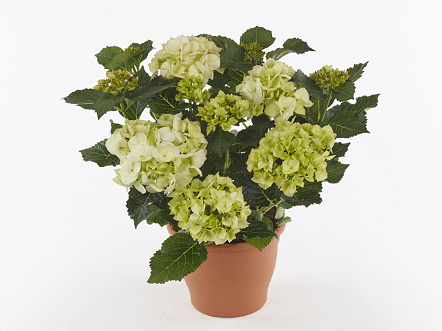 Hydrangea macrophylla 'Drenthe Dark White'