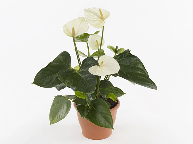 Anthurium (Andreanum Grp) Ballerina White