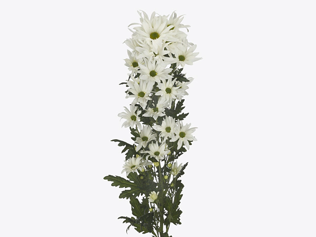 Chrysanthemum (Indicum Grp) spray Kiku Nova Geisha White