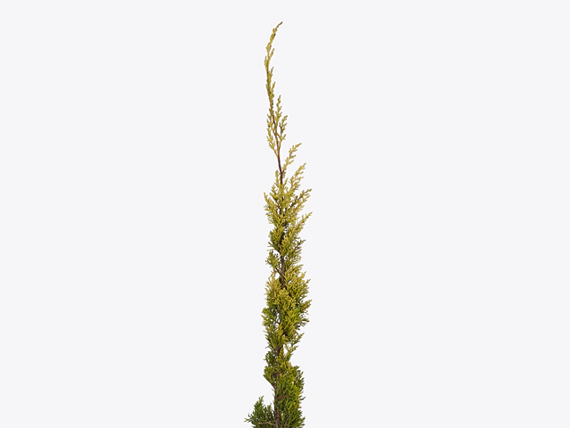 Juniperus chinensis 'Plumosa Aurea'