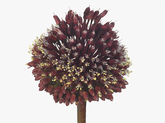 Allium amethystinum 'Red Mohican'