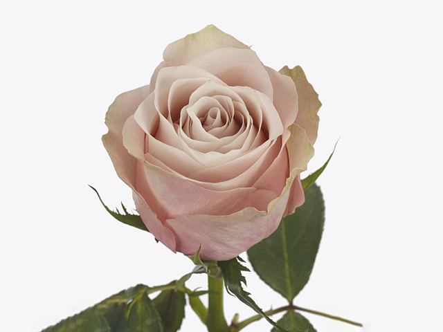 Роза крупноцветковая "Lady Cava+"