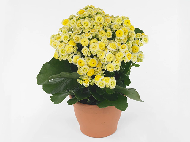 Kalanchoe double blossfeldiana Perfecta Egg