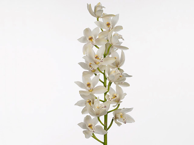 Cymbidium mini Nicole Marie 'Sue'