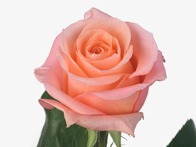 Роза крупноцветковая "Lady Margaret"