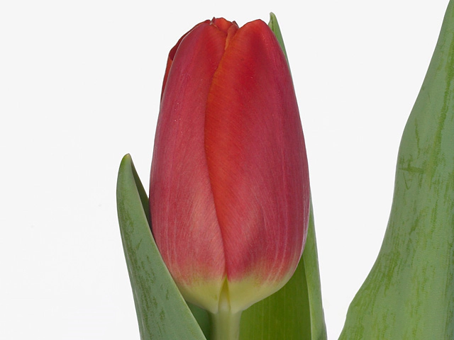 Тюльпан Триумф "Cartago"